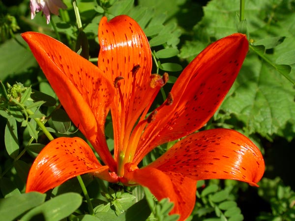 Lilium bulbiferum 2-#651EFA
