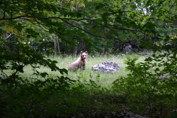 orso schiena cavallo#651FAC