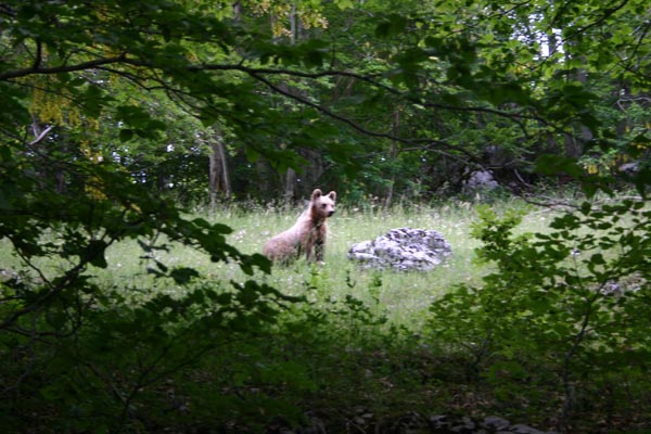 orso schiena cavallo#651FB1
