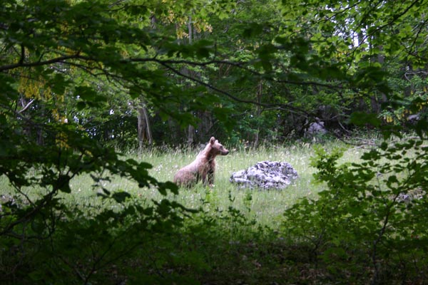 orso schiena cavallo#651FB6