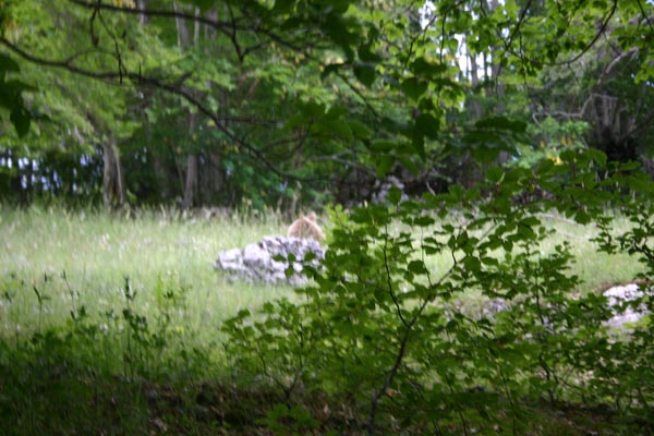 orso schiena cavallo#651FB7