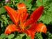 Lilium bulbiferum 2-#651EFA