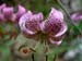 Lilium martagon - Gi#651EFB